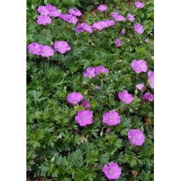 Geranium sanguin rose couvre-sol - Geranium sanguineum 'Compactum'