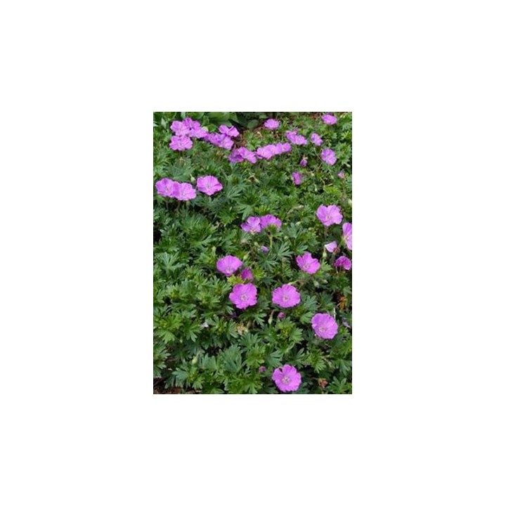 Geranium sanguin rose couvre-sol - Geranium sanguineum 'Compactum'