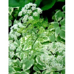 Aegopodium podagraria 'Variegatum' - Herbe aux goutteux panachée