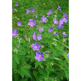 Bec de Grue - Geranium sylvaticum 'Mayflower'