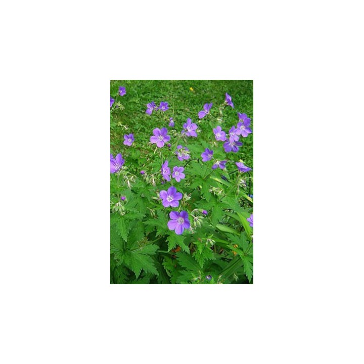 Bec de Grue - Geranium sylvaticum 'Mayflower'