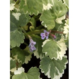 Lierre terrestre - Glechoma hederacea 'Variegata'