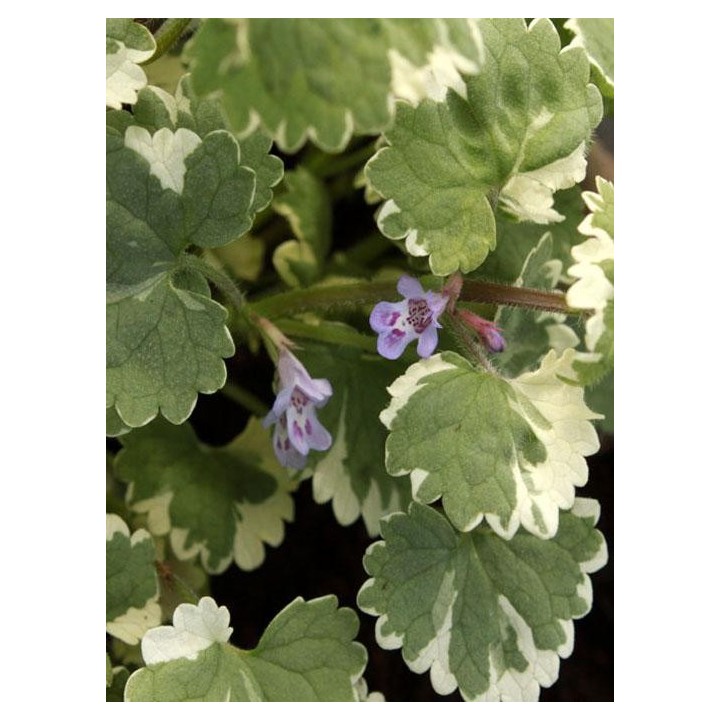 Lierre terrestre - Glechoma hederacea 'Variegata'