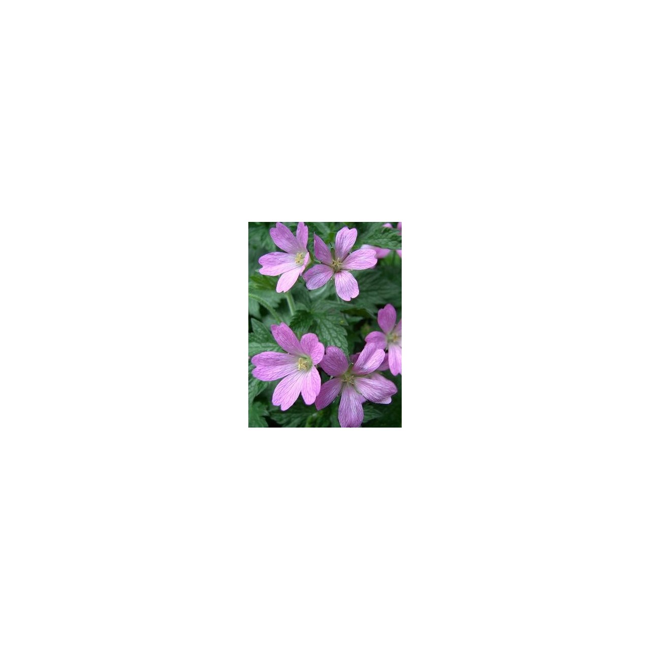 Bec de Grue - Geranium x oxonianum 'Claridge Druce'