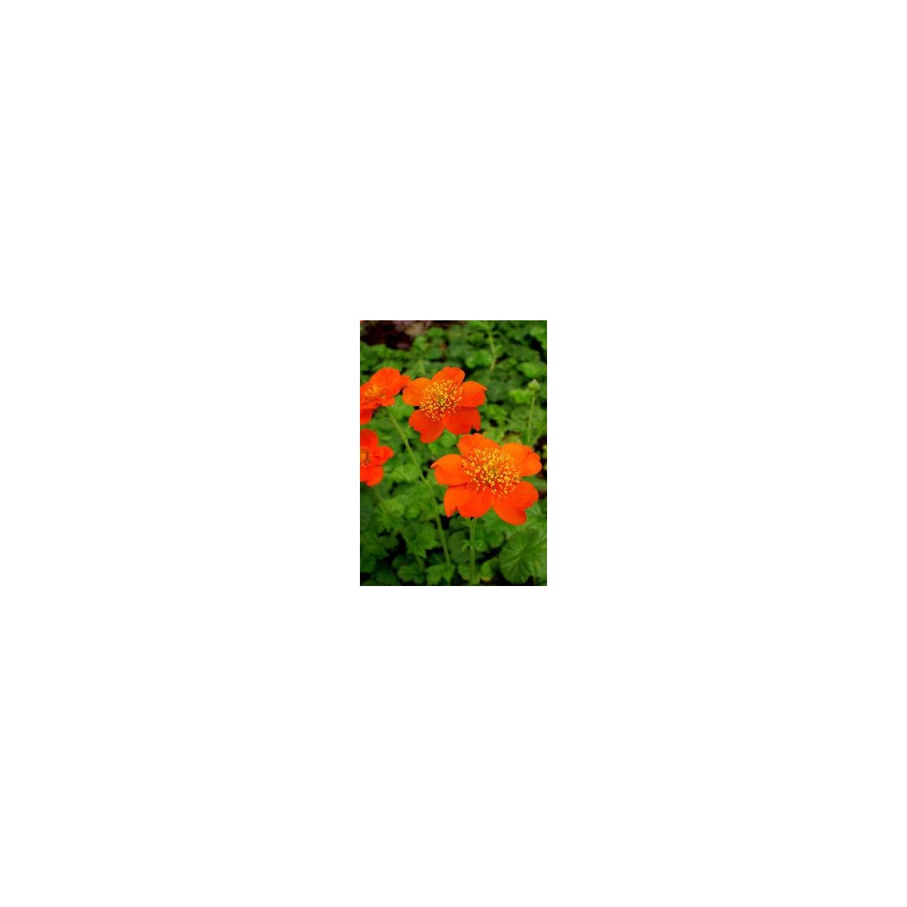 Benoite - Geum coccineum 'Borisii'