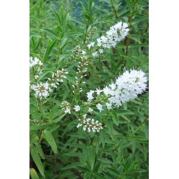 Véronique arbustive - Hebe salicifolia