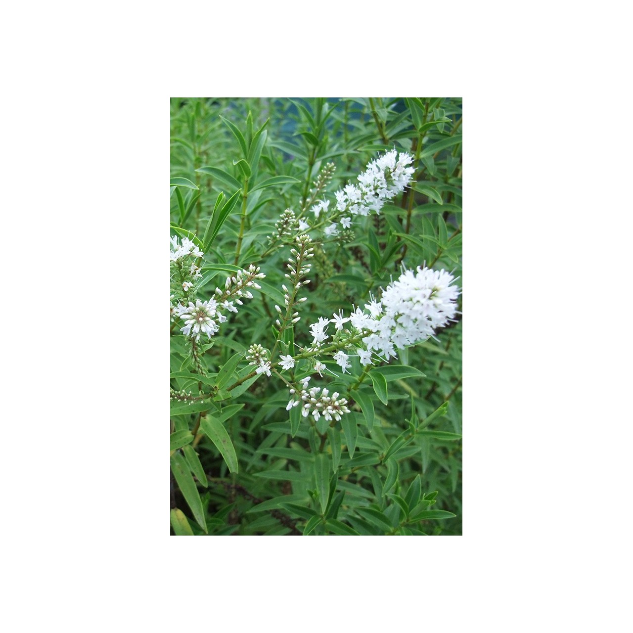 Véronique arbustive - Hebe salicifolia
