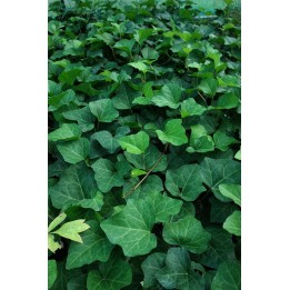 Lierre - Hedera algeriensis 'Bellecourt'