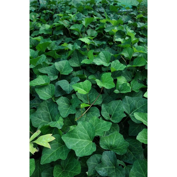Lierre - Hedera algeriensis 'Bellecourt'