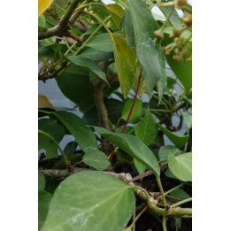 Lierre en arbre - Hedera helix 'Arborescens'