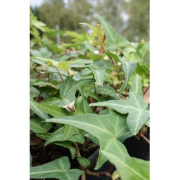 Lierre - Hedera helix 'Needlepoint'
