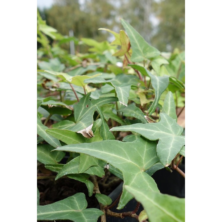 Lierre - Hedera helix 'Needlepoint'