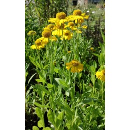 Hélénie - Helenium pumilum 'Magnificum'