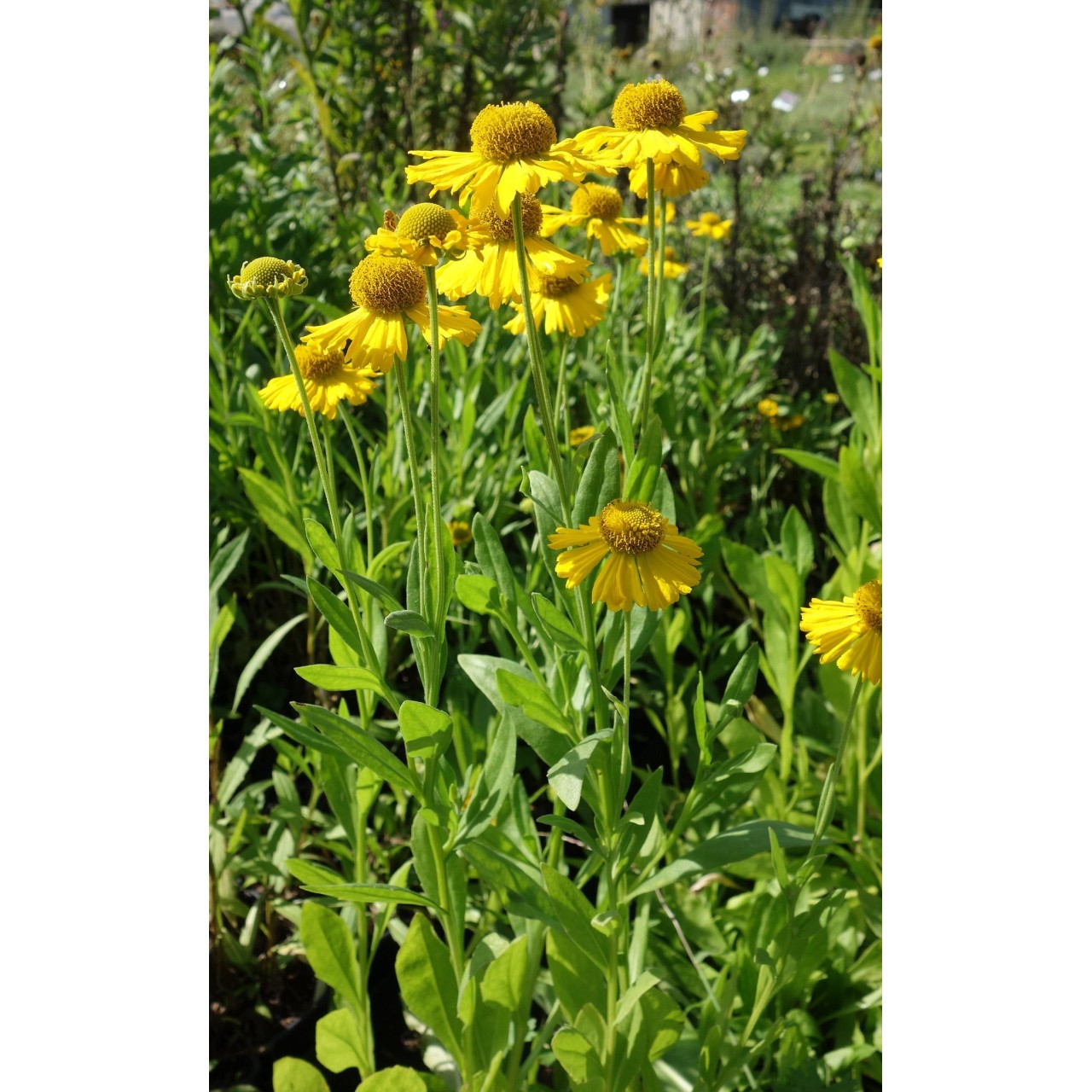 Hélénie - Helenium pumilum 'Magnificum'