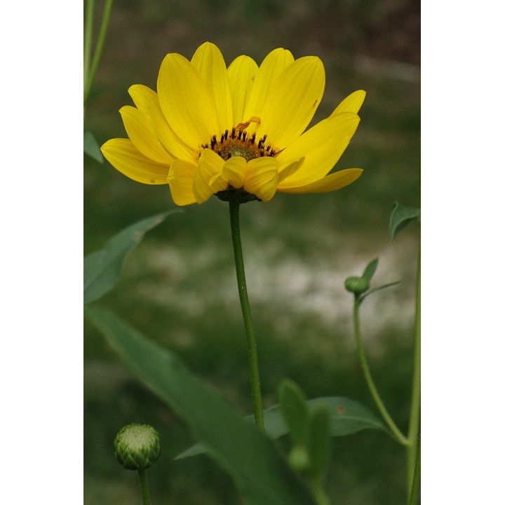 Helianthus atrorubens 'Gullick's Variety'
