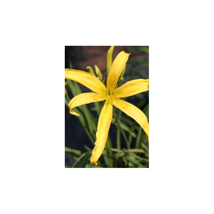 Hemerocalle spider jaune - Description Hemerocallis 'Cat's Craddle'