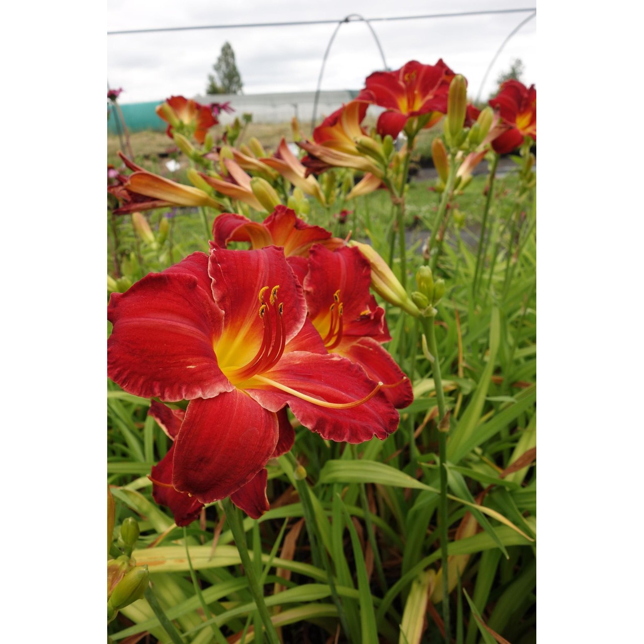 Hemerocalle - Hemerocallis 'Chicago Firecracker'