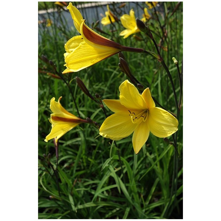 Hemerocalle - Hemerocallis 'Corky'