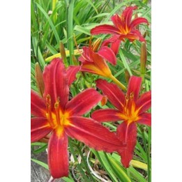 Hemerocalle - Hemerocallis 'Crimson Pirate'