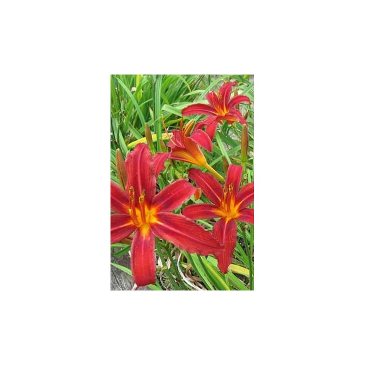 Hemerocalle - Hemerocallis 'Crimson Pirate'