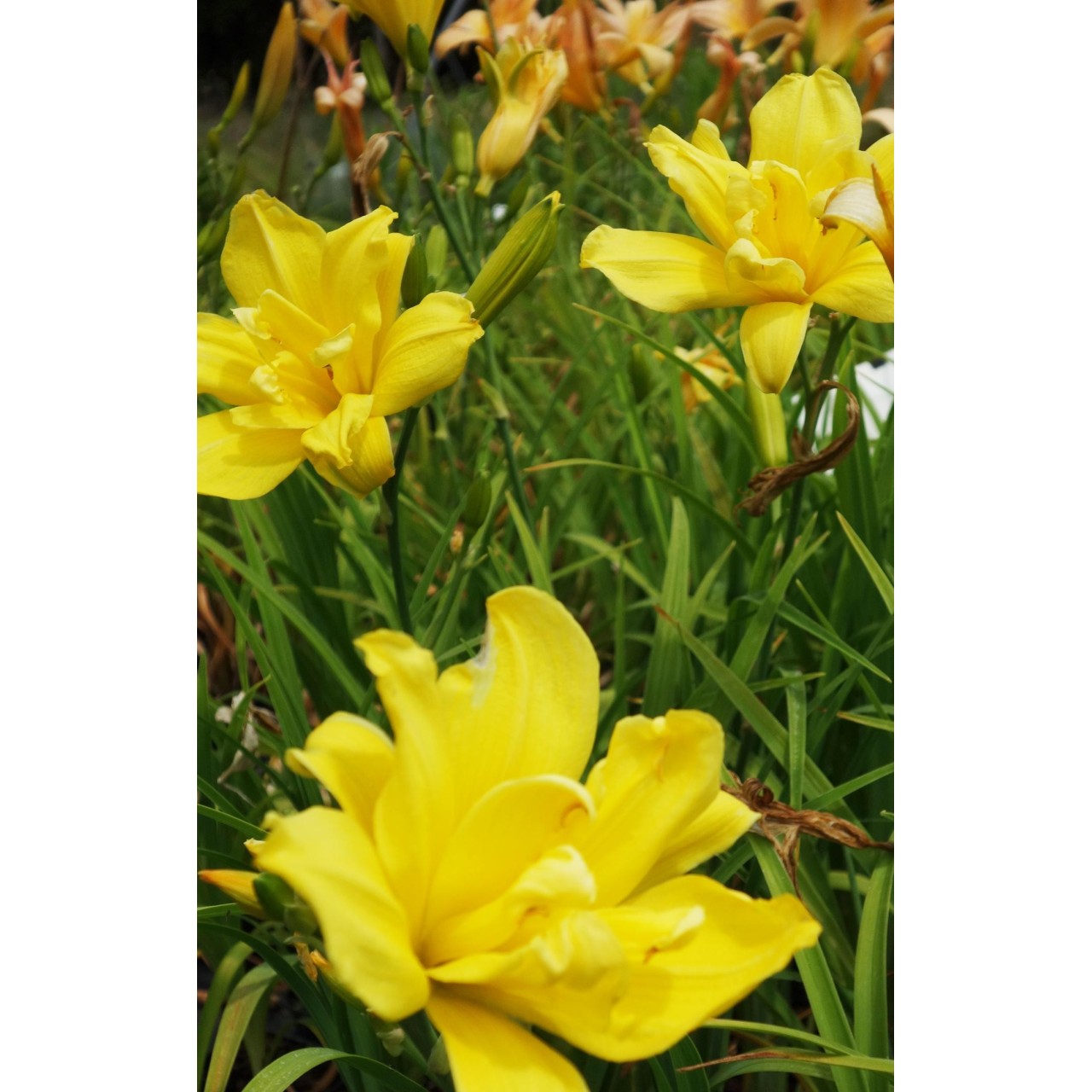Hemerocalle - Hemerocallis 'Double Charm'