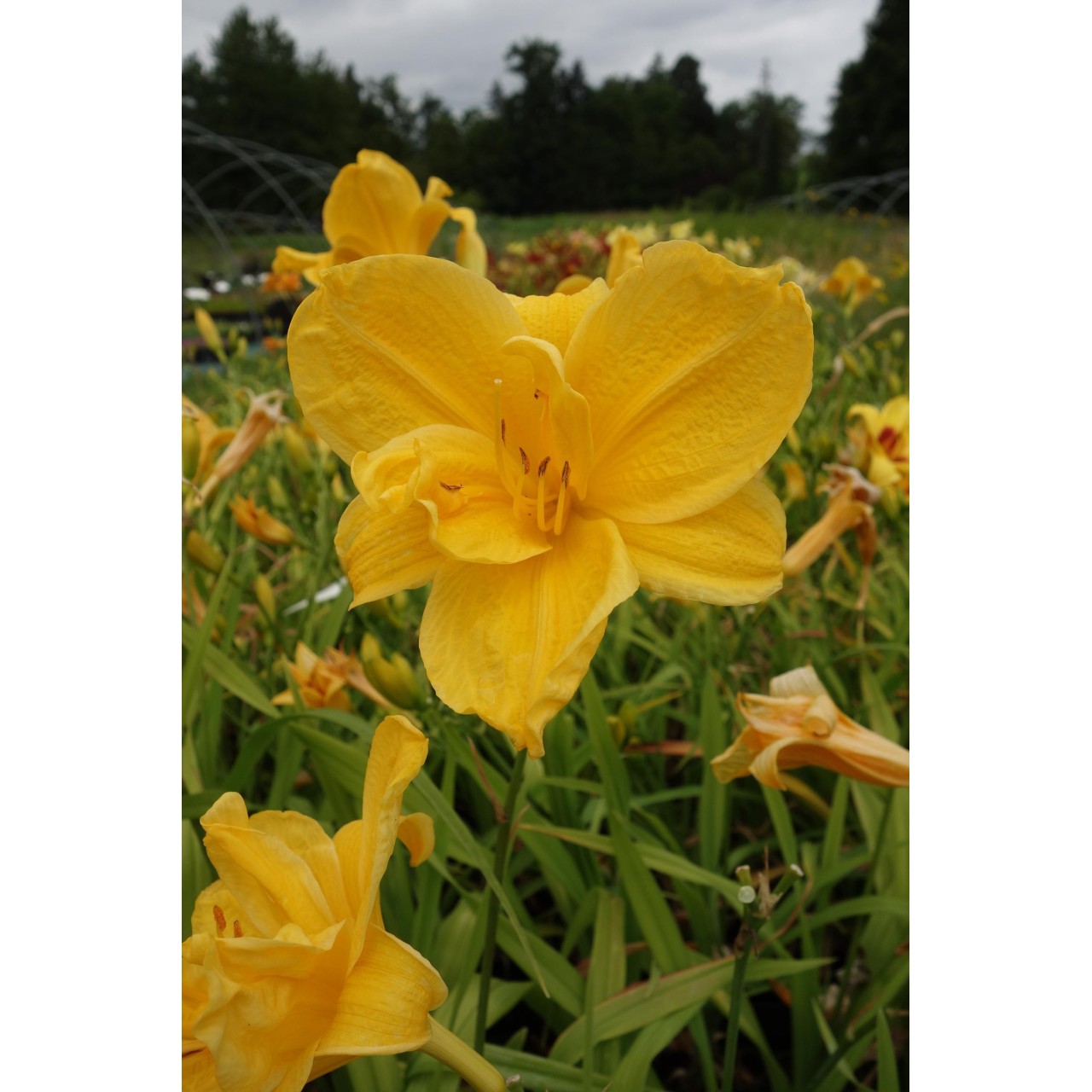 Hemerocalle - Hemerocallis 'Double Doubloon'