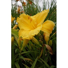 Lis d'un jour jaune - Hemerocallis 'Ed Kirchhoff'-
