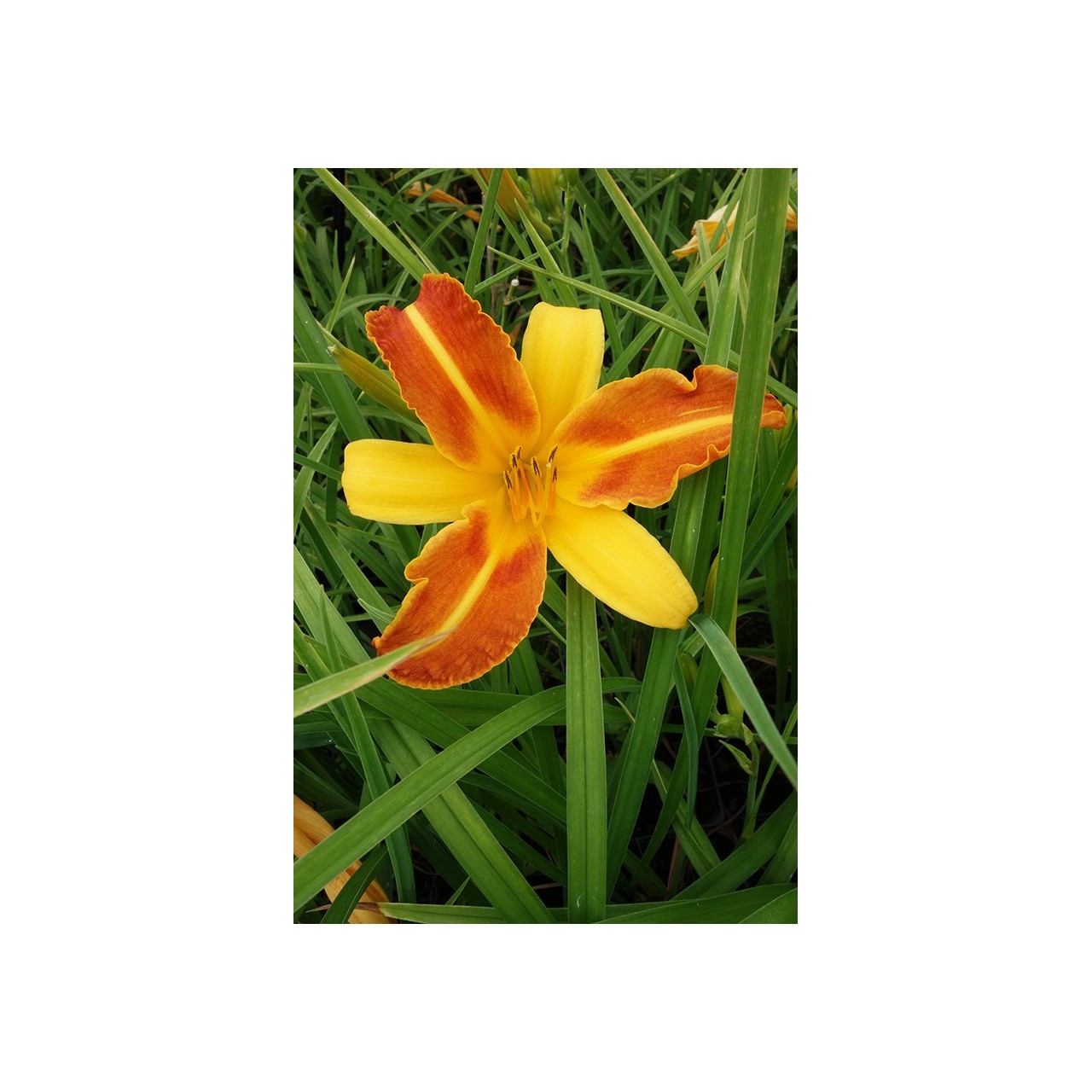 Lis d'un jour bicolore - Hemerocallis 'Frans Hals'