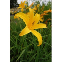 Hemerocalle jaune - Hemerocallis 'Golden Scepter'