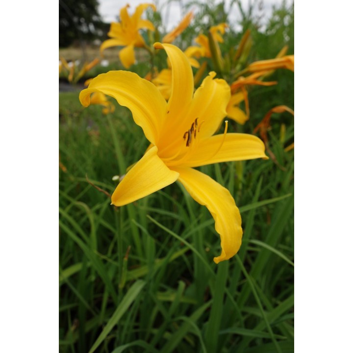 Hemerocalle jaune - Hemerocallis 'Golden Scepter'