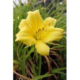 Hemerocalle jaune - Hemerocallis 'Happy Returns'