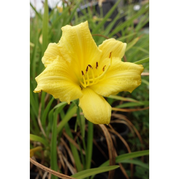 Hemerocalle jaune - Hemerocallis 'Happy Returns'