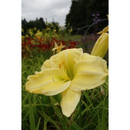Hemerocalle jaune - Hemerocallis 'Harry Barras'