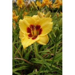 Hemerocalle - Hemerocallis 'Little Cadet'