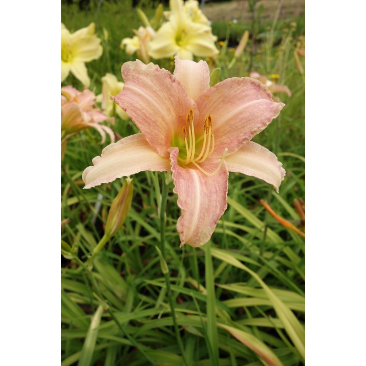 Hemerocalle - Hemerocallis 'Luxury Lace'