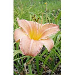 Hemerocalle - Hemerocallis 'Nuka'