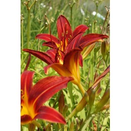 Hemerocalle à fleurs rouges - Hemerocallis 'Papoose'