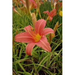 Hemerocalle rose foncé - Hemerocallis 'Pink Damask'