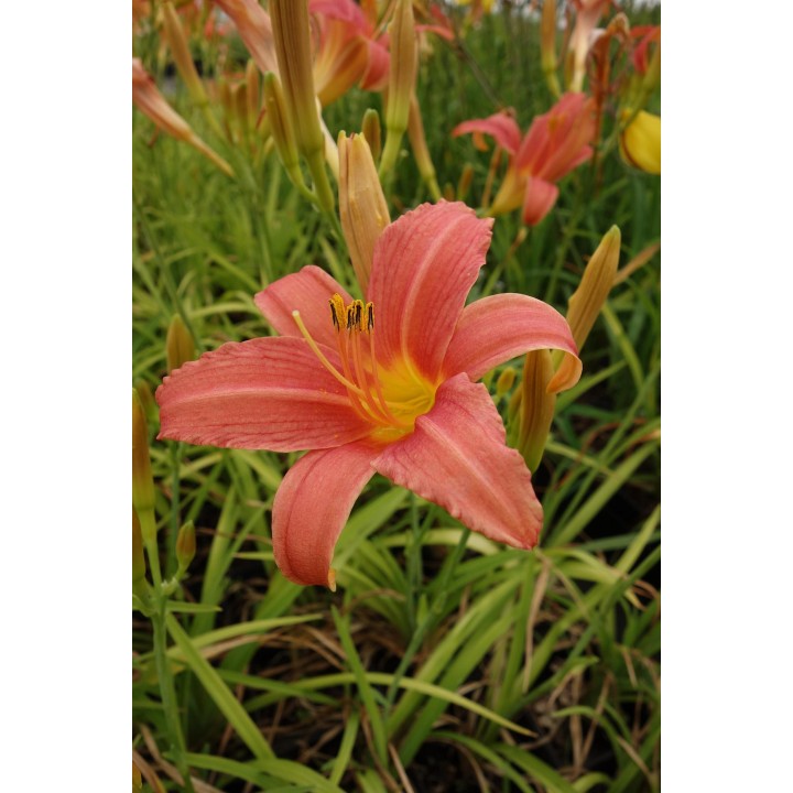 Hemerocalle rose foncé - Hemerocallis 'Pink Damask'