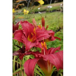 Hemerocalle - Hemerocallis 'Siloam Red Toy'