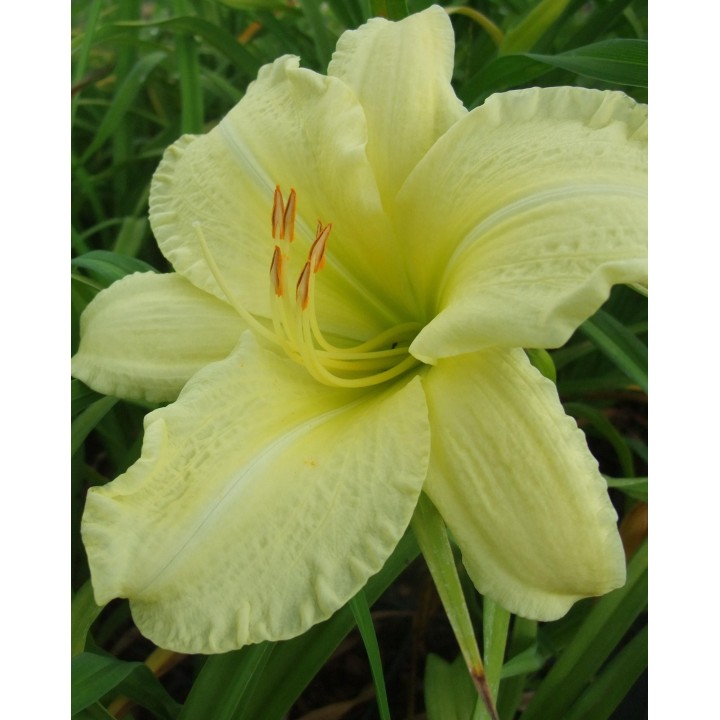 Zone 5 (-28/-23) - Hemerocallis 'So lovely'