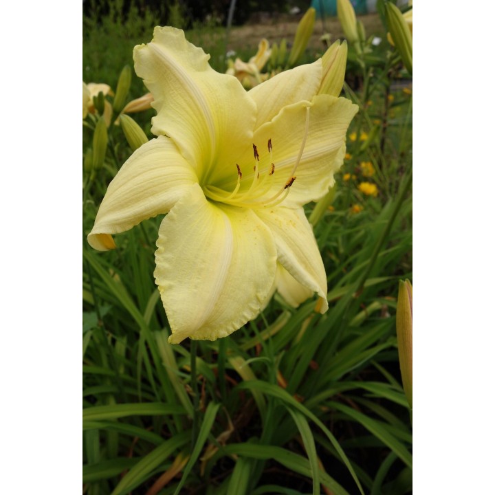 Hemerocalle - Hemerocallis 'Soft Cashmere'