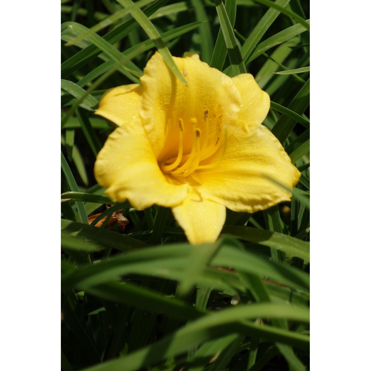 Hemerocalle - Hemerocallis 'Stella de Oro'