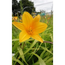 Hemerocalle - Hemerocallis 'Thumbelina'