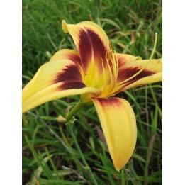 Hemerocalle - Hemerocallis 'Wideyed'