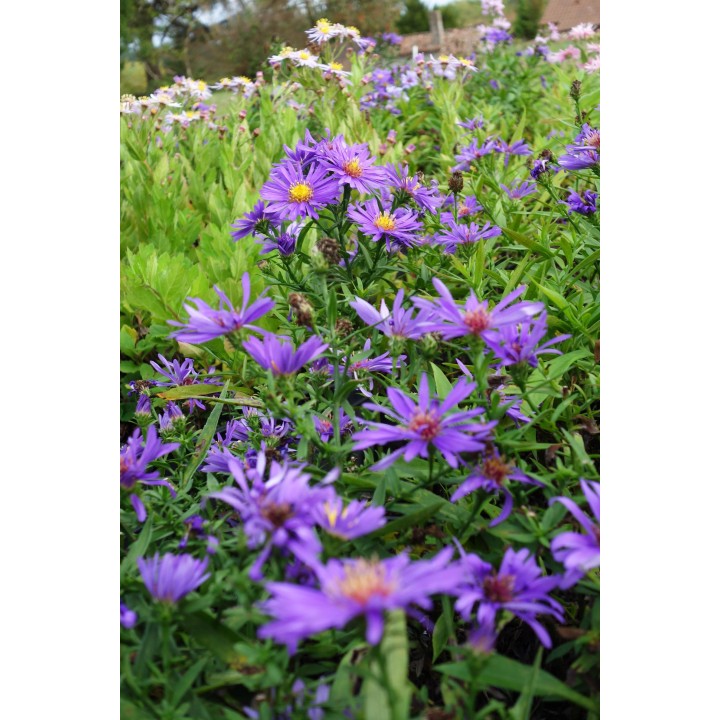 Vendangeuse - Aster 'Augenweide'