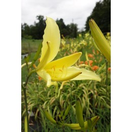 Hemerocalle - Hemerocallis altissima