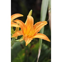 Hemerocalle - Hemerocallis fulva var.littorea