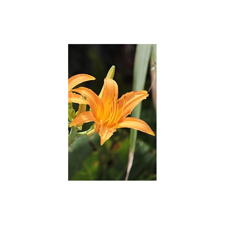 Hemerocalle - Hemerocallis fulva var.littorea