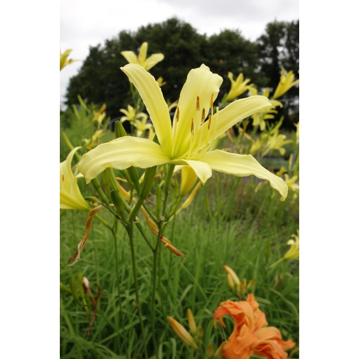 Hemerocalle - Hemerocallis lilioasphodelus